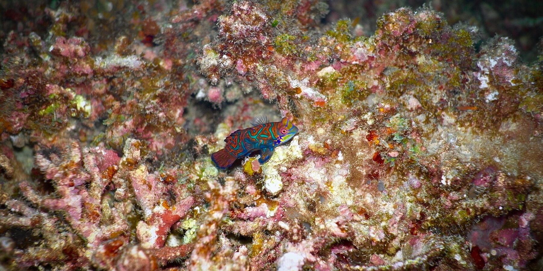 A mandarinfish with turquoise and orange swirls, dorsal fin raised, resting in profile on pink and ochre coral rubble, lit by a strobe against a dark background.