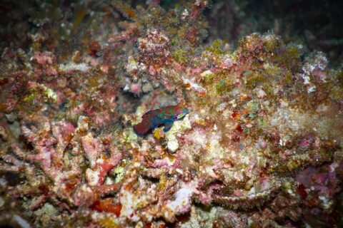 A mandarinfish with turquoise and orange swirls, dorsal fin raised, resting in profile on pink and ochre coral rubble, lit by a strobe against a dark background.