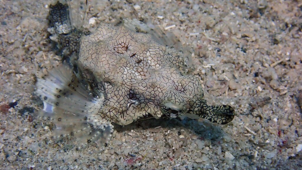A seamoth resting on the sand, its flattened body covered in a fine network of dark lines, its translucent wing-like fins spread out