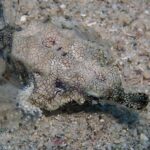A seamoth resting on the sand, its flattened body covered in a fine network of dark lines, its translucent wing-like fins spread out