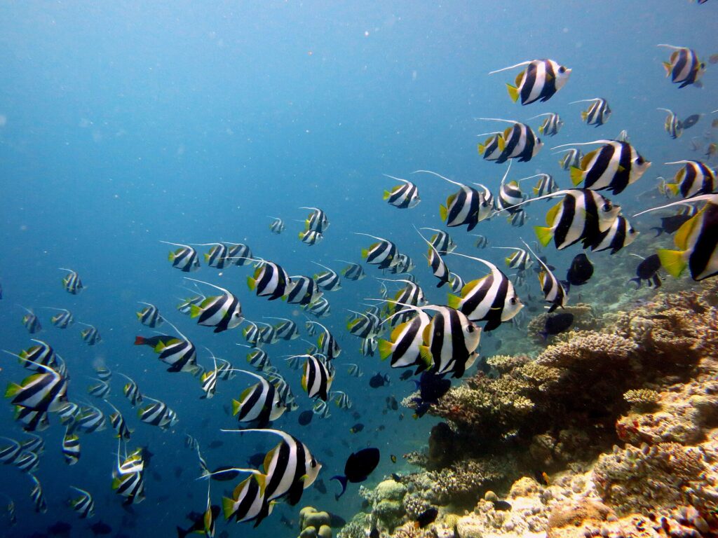 A large school of bannerfish striped black and white, with yellow fins and long white filaments, swims along a coral slope on the right, in blue water.