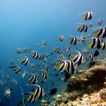 A large school of bannerfish striped black and white, with yellow fins and long white filaments, swims along a coral slope on the right, in blue water.