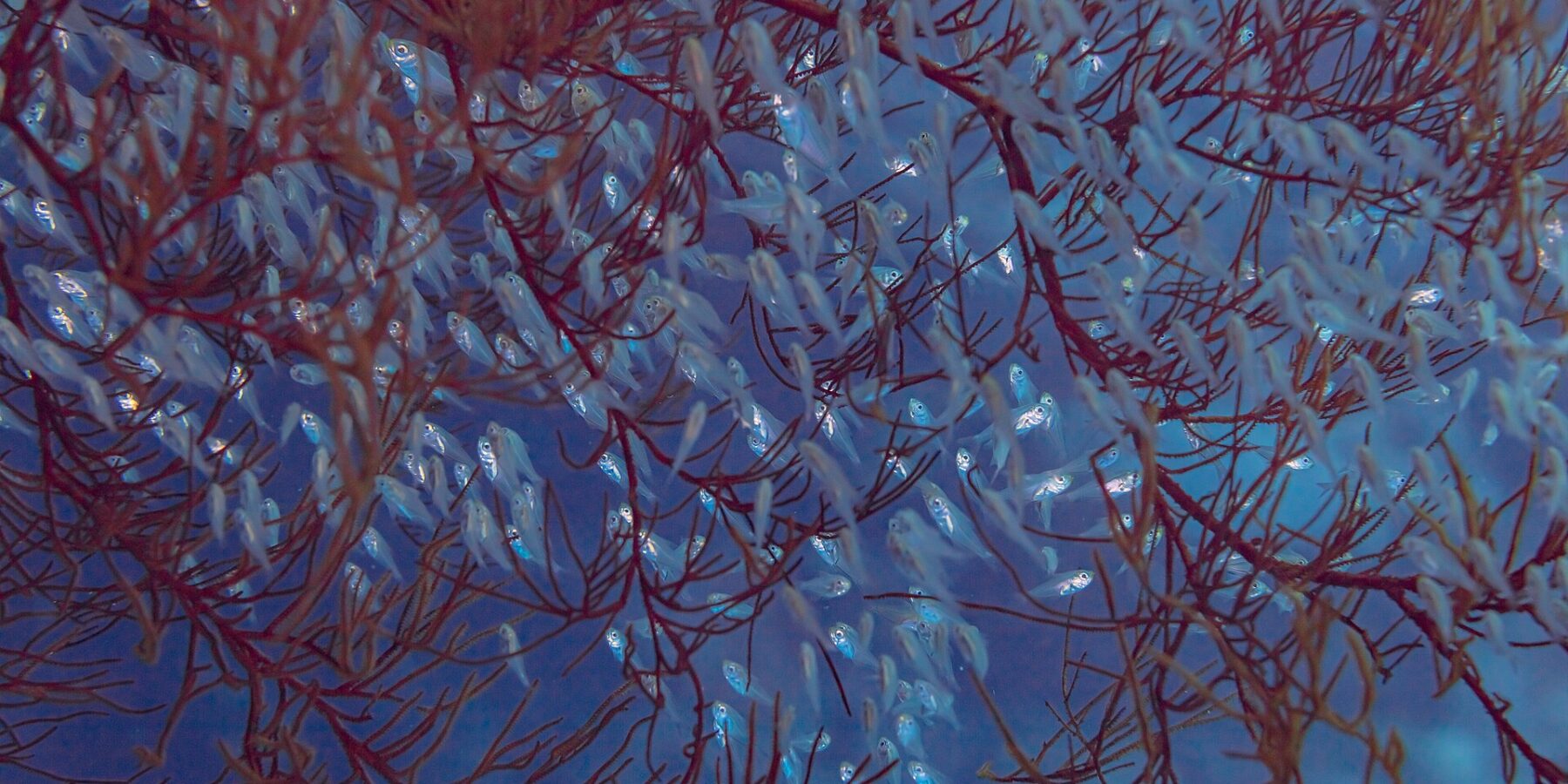A dense school of small translucent fish with large eyes, packed between the red branches of a coral in blue water