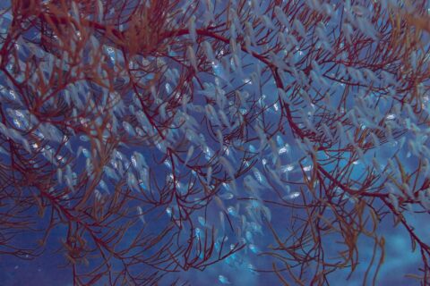 A dense school of small translucent fish with large eyes, packed between the red branches of a coral in blue water