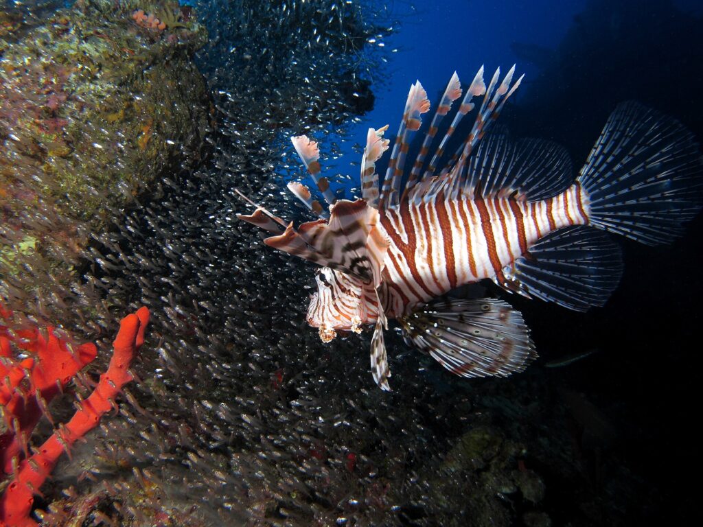A brown and white striped lionfish swims in front of a huge cloud of small silvery fish pressed against the hull of a wreck, a red sponge in the foreground