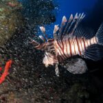 A brown and white striped lionfish swims in front of a huge cloud of small silvery fish pressed against the hull of a wreck, a red sponge in the foreground