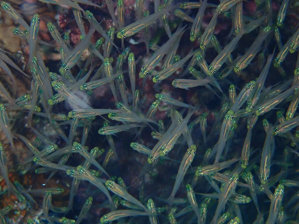 Close-up of a tight school of small fish with transparent bodies, bright yellow-green heads and black eyes, in front of the reef