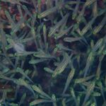 Close-up of a tight school of small fish with transparent bodies, bright yellow-green heads and black eyes, in front of the reef