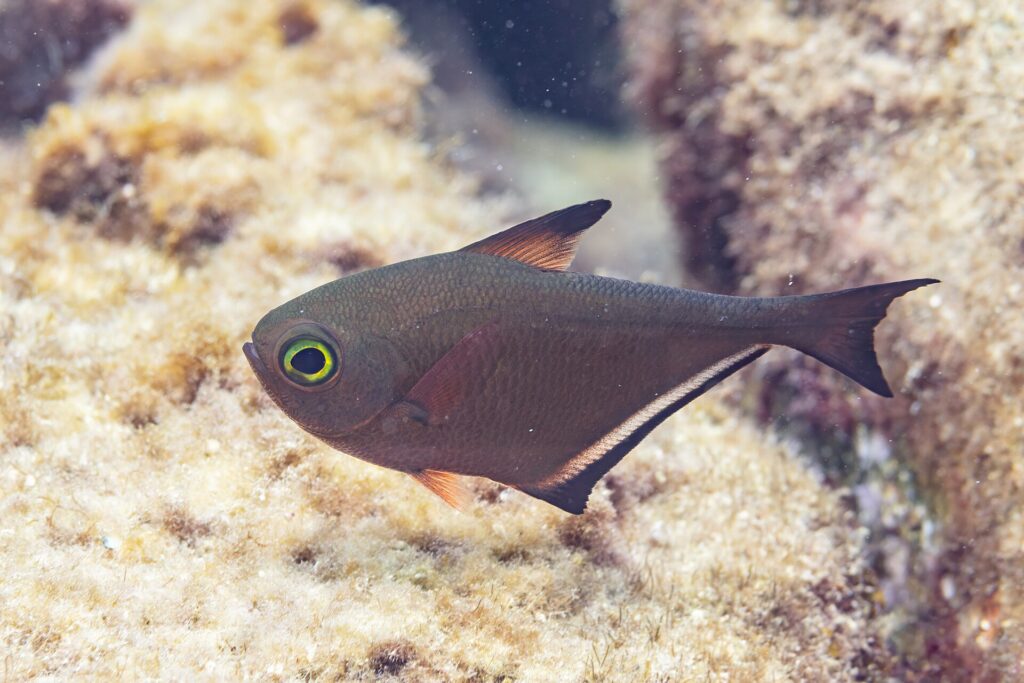 A Pempheris sweeper in profile, its copper-brown body shaped like a hatchet, a very large eye ringed in yellow-green, a short black-tipped dorsal fin and a long black-edged anal fin