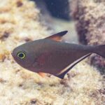 A Pempheris sweeper in profile, its copper-brown body shaped like a hatchet, a very large eye ringed in yellow-green, a short black-tipped dorsal fin and a long black-edged anal fin