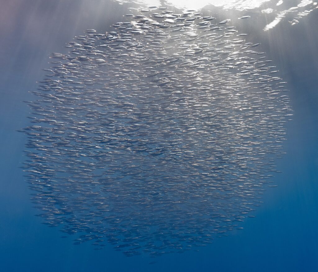 A compact ball of thousands of silver snipefish just below the surface, pierced by sunbeams, against blue that darkens toward the bottom