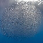 A compact ball of thousands of silver snipefish just below the surface, pierced by sunbeams, against blue that darkens toward the bottom