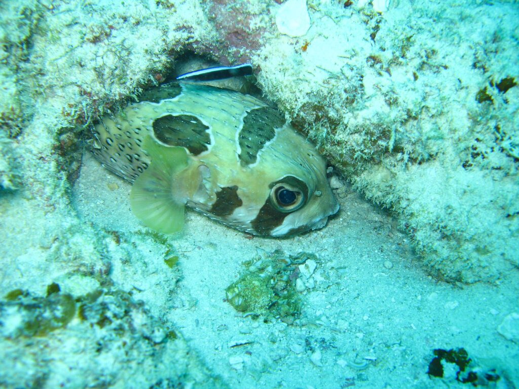 A black-spotted porcupinefish tucked under a coral ledge, with a small striped cleaner wrasse above it