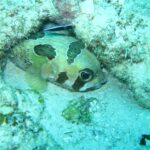 A black-spotted porcupinefish tucked under a coral ledge, with a small striped cleaner wrasse above it