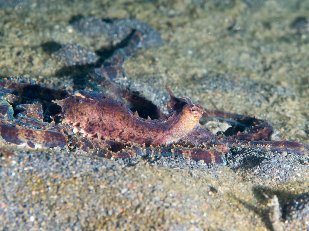 A purplish-brown mimic octopus seen in profile, mantle raised and eyes topped with small horns, its long arms spread over the gray volcanic sand.