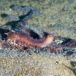 A purplish-brown mimic octopus seen in profile, mantle raised and eyes topped with small horns, its long arms spread over the gray volcanic sand.