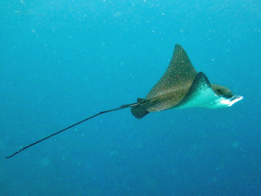 A spotted eagle ray seen in profile, with a brown back dotted with white spots and a white belly, swims in the blue trailing a very long whip-like tail.