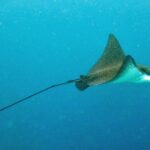 A spotted eagle ray seen in profile, with a brown back dotted with white spots and a white belly, swims in the blue trailing a very long whip-like tail.