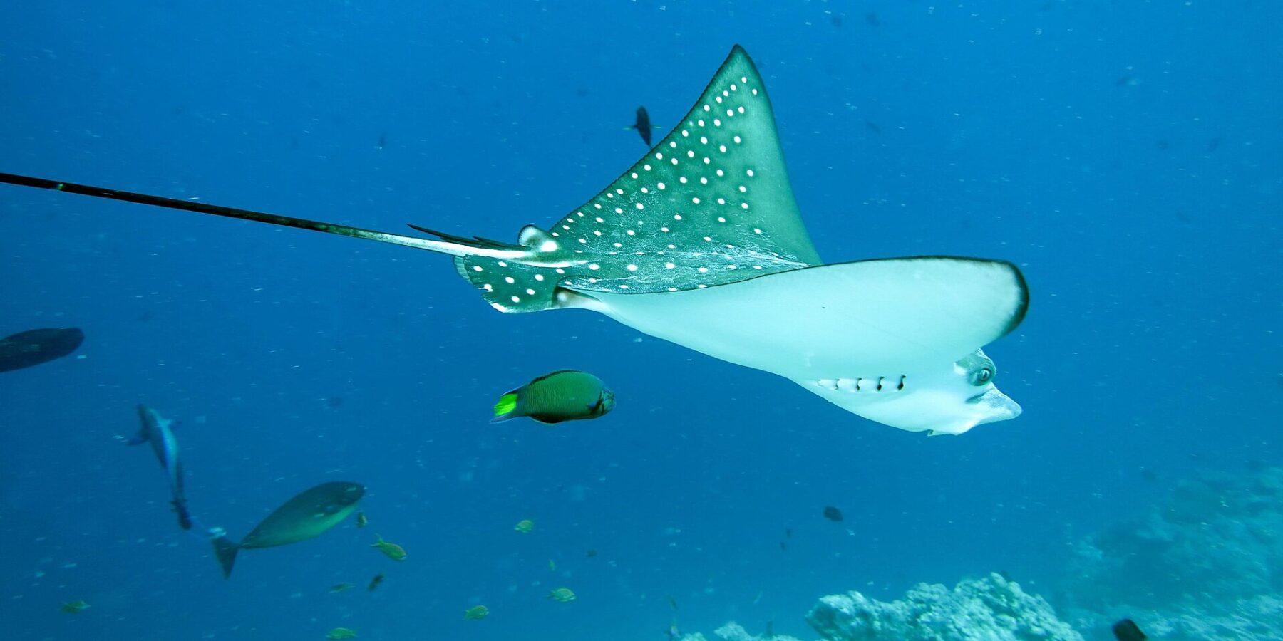A spotted eagle ray seen from the side and below, dark green back with white spots, white belly, long whip-like tail, above a reef with a wrasse and a surgeonfish