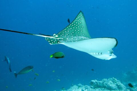 A spotted eagle ray seen from the side and below, dark green back with white spots, white belly, long whip-like tail, above a reef with a wrasse and a surgeonfish