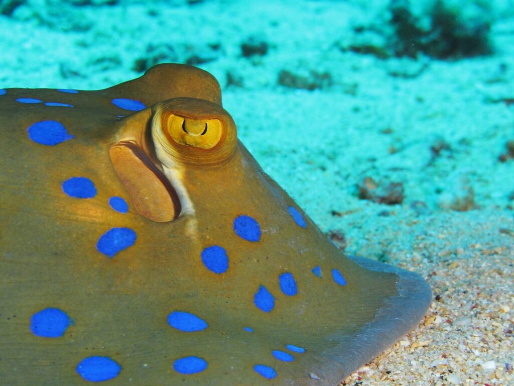 Close-up of a bluespotted ribbontail ray resting on the sand, with its yellow eye and bright blue spots
