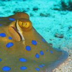 Close-up of a bluespotted ribbontail ray resting on the sand, with its yellow eye and bright blue spots