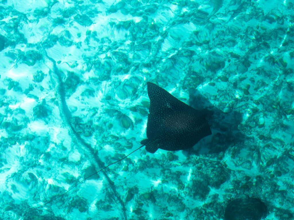 An eagle ray seen from above, its black back speckled with pale spots and its long thin tail, glides over a bottom of sand and coral in turquoise water
