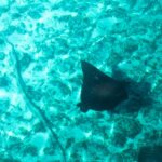 An eagle ray seen from above, its black back speckled with pale spots and its long thin tail, glides over a bottom of sand and coral in turquoise water