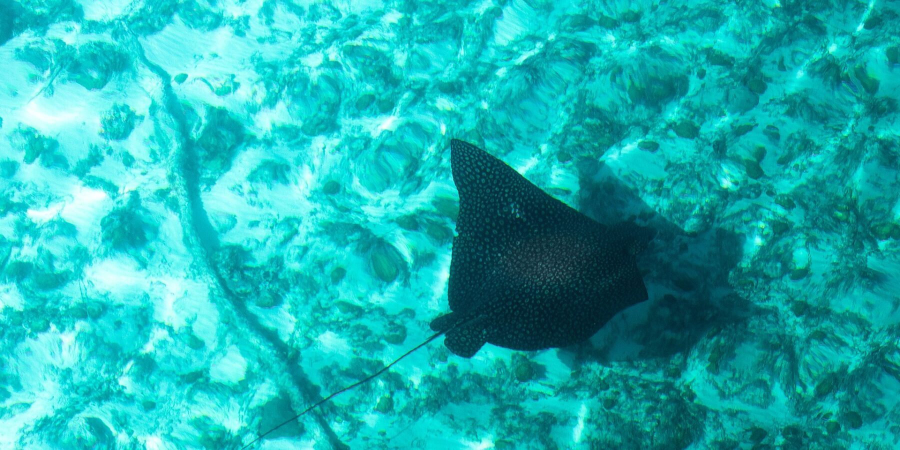 An eagle ray seen from above, its black back speckled with pale spots and its long thin tail, glides over a bottom of sand and coral in turquoise water