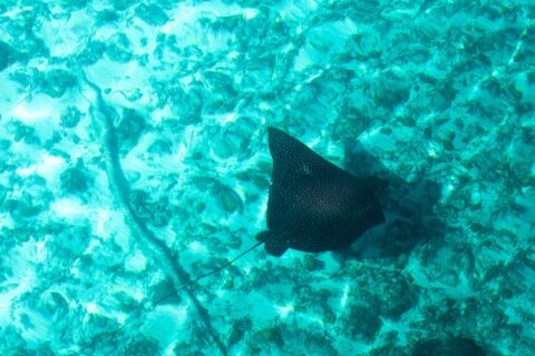 An eagle ray seen from above, its black back speckled with pale spots and its long thin tail, glides over a bottom of sand and coral in turquoise water