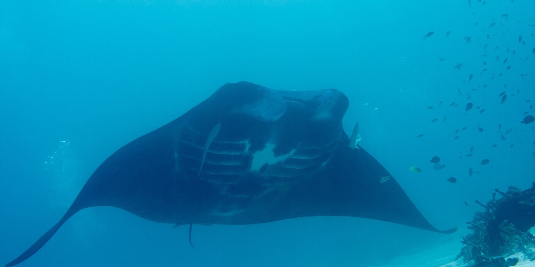 A reef manta ray seen from below, its belly marked with white spots and its gill slits visible, gliding above a sandy bottom