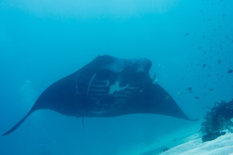 A reef manta ray seen from below, its belly marked with white spots and its gill slits visible, gliding above a sandy bottom