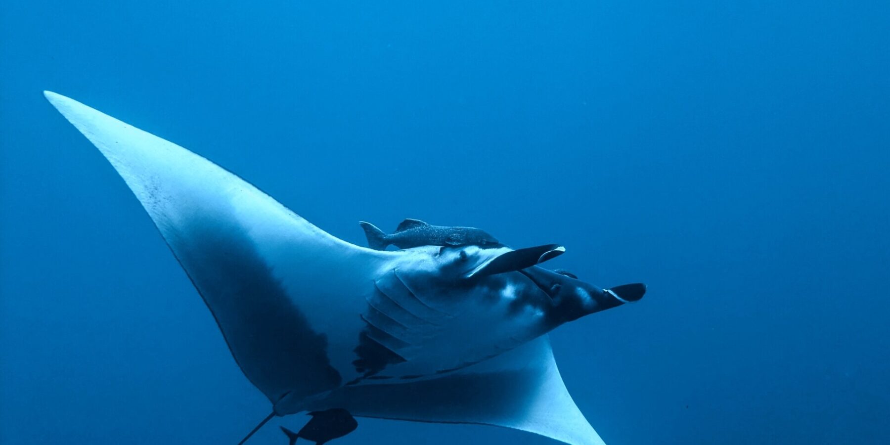 An oceanic manta seen from below and from the side in the blue, white belly, cephalic fins unrolled, a remora above its head and a small dark fish under its tail