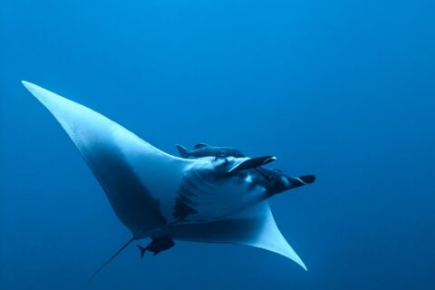 An oceanic manta seen from below and from the side in the blue, white belly, cephalic fins unrolled, a remora above its head and a small dark fish under its tail