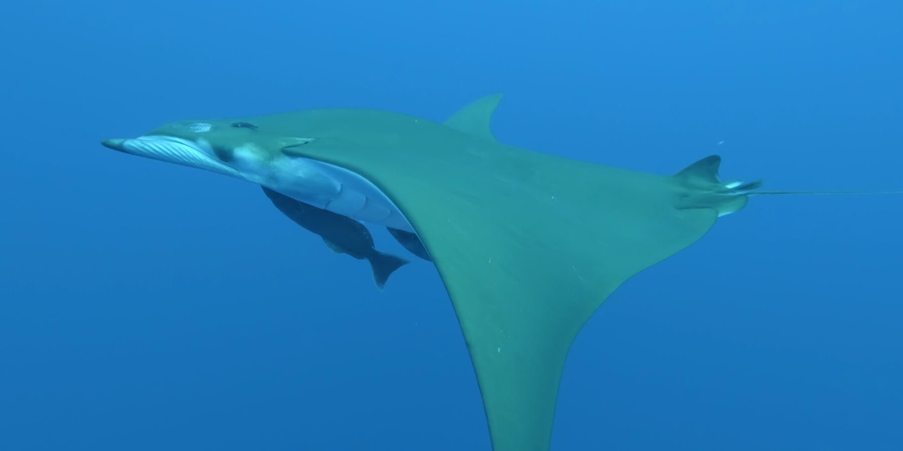 A sicklefin devil ray seen from below and from the side, white belly, olive green sickle-shaped wings, two remoras attached underneath, in clear blue water