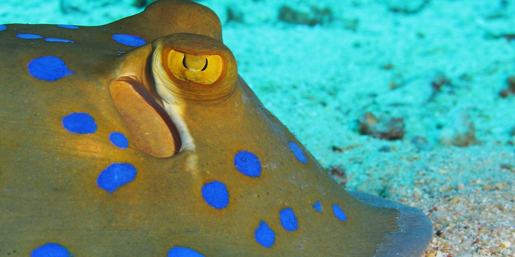 Close-up of a bluespotted ribbontail ray resting on the sand, with a yellow eye and bright blue spots
