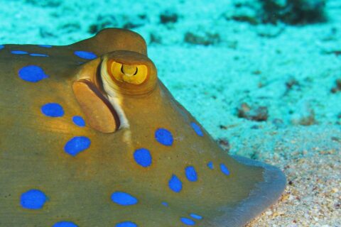 Close-up of a bluespotted ribbontail ray resting on the sand, with a yellow eye and bright blue spots