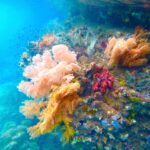 Pink, orange and red soft corals clinging to a wall, in turquoise water where small fish swim, in the Passage between Gam and Waigeo