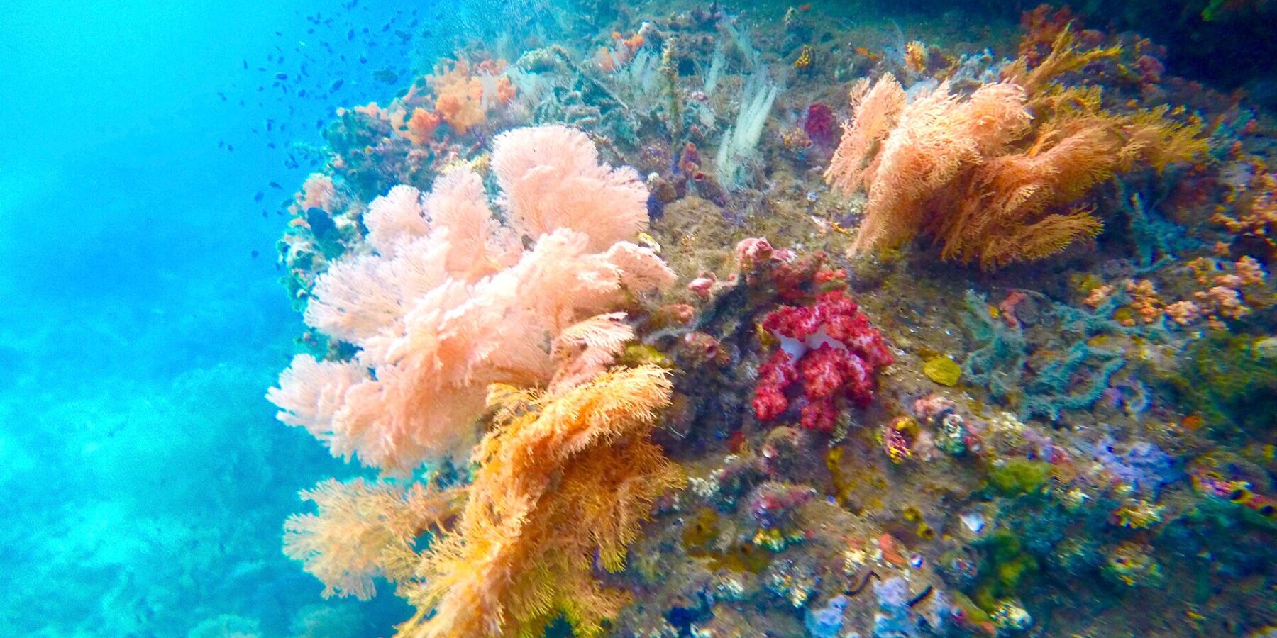 Pink, orange and red soft corals clinging to a wall, in turquoise water where small fish swim, in the Passage between Gam and Waigeo
