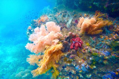 Pink, orange and red soft corals clinging to a wall, in turquoise water where small fish swim, in the Passage between Gam and Waigeo