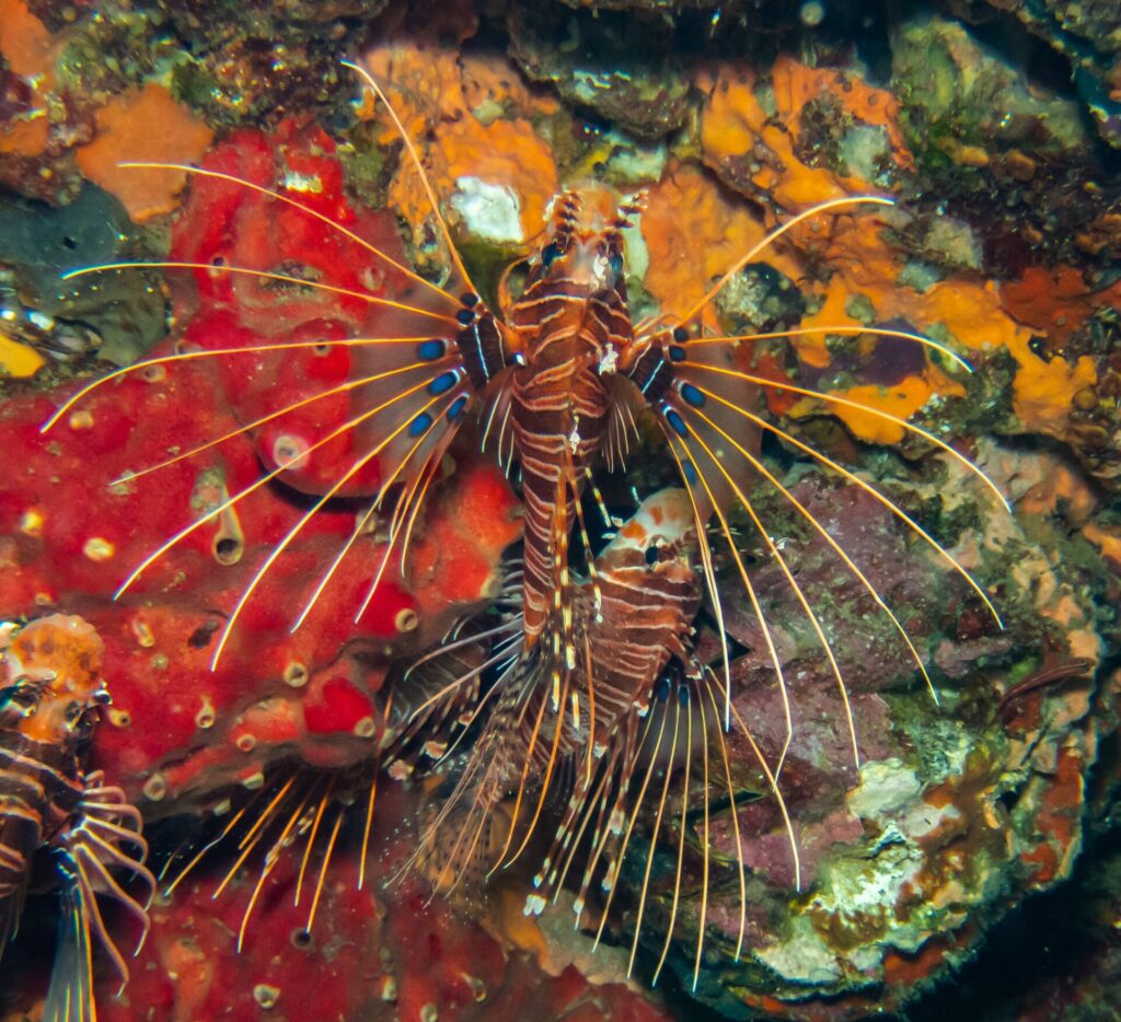 Three spotfin lionfish striped brown and white, their pectoral fins spread like fans with blue spots, on a wall of red and orange sponges at Hin Daeng
