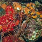 Three spotfin lionfish striped brown and white, their pectoral fins spread like fans with blue spots, on a wall of red and orange sponges at Hin Daeng