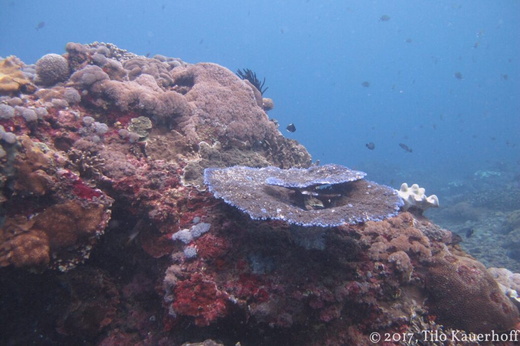 A reef outcrop covered in hard corals and red encrusting growth, with a blue-edged table coral and a black feather star in the center, a few damselfish in the blue water.