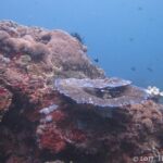 A reef outcrop covered in hard corals and red encrusting growth, with a blue-edged table coral and a black feather star in the center, a few damselfish in the blue water.