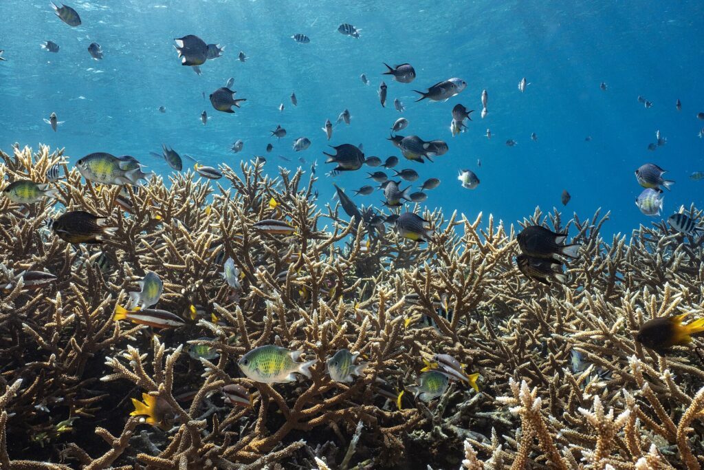 A dense field of beige branching corals just below the surface, with a cloud of gray, green and yellow damselfish and striped sergeant majors above it, in light-shot blue water.