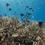 A dense field of beige branching corals just below the surface, with a cloud of gray, green and yellow damselfish and striped sergeant majors above it, in light-shot blue water.