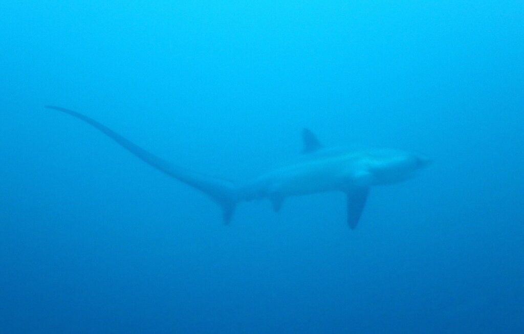 The silhouette of a pelagic thresher shark in uniform blue, its long tail stretched in a curve to the left