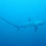 The silhouette of a pelagic thresher shark in uniform blue, its long tail stretched in a curve to the left