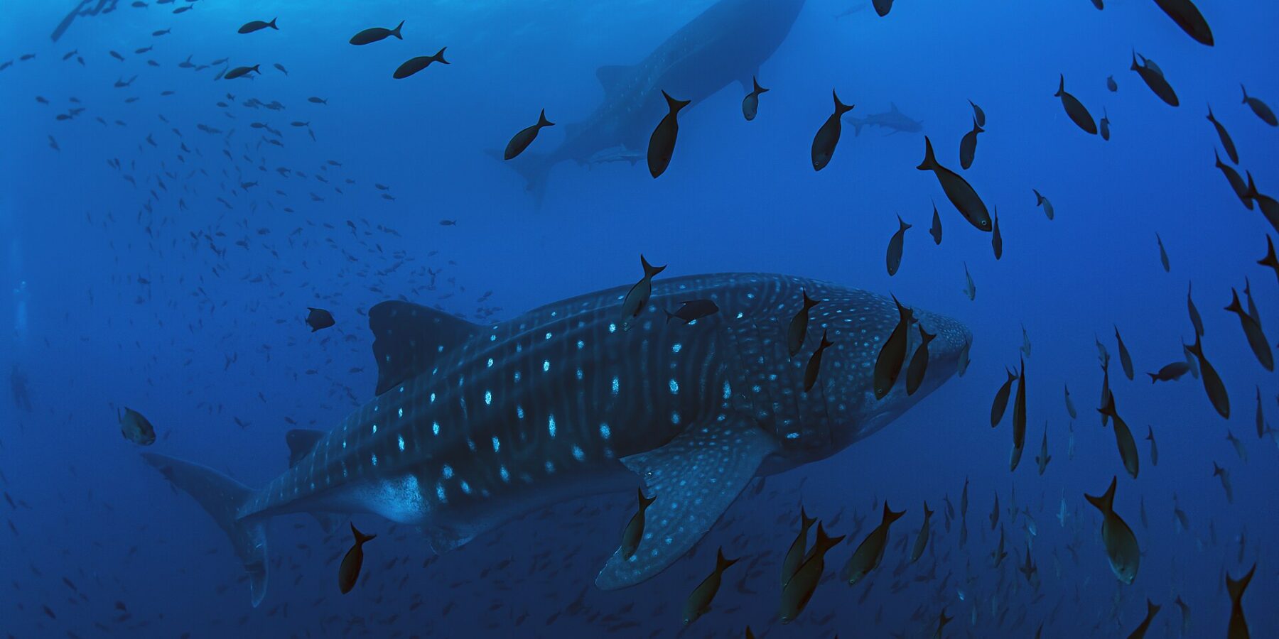 A whale shark swims from right to left in deep blue water, surrounded by a cloud of fish, with a second whale shark and a diver silhouetted above it