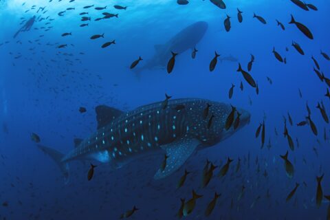 A whale shark swims from right to left in deep blue water, surrounded by a cloud of fish, with a second whale shark and a diver silhouetted above it